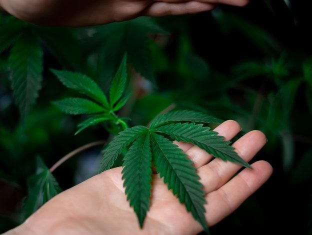 El Congrés estudia la legalització del cànnabis per ús medicinal. Per Carmen Andrés
