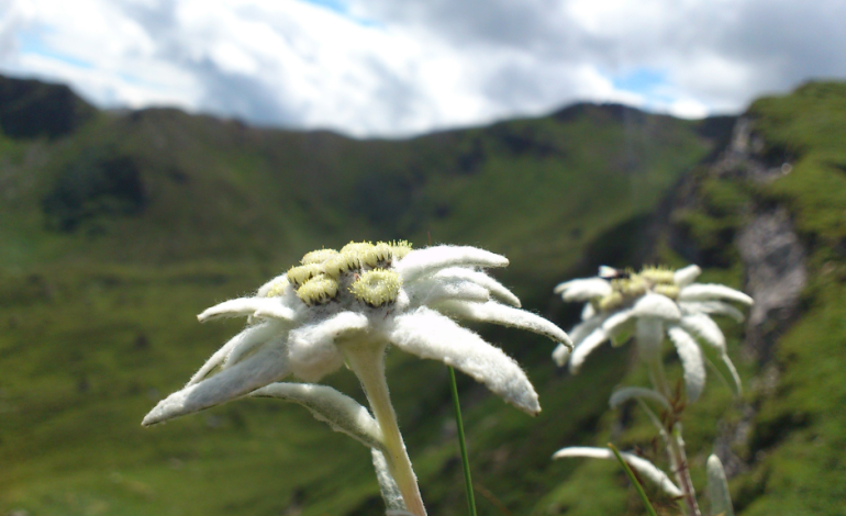 Sonrisas y lágrimas