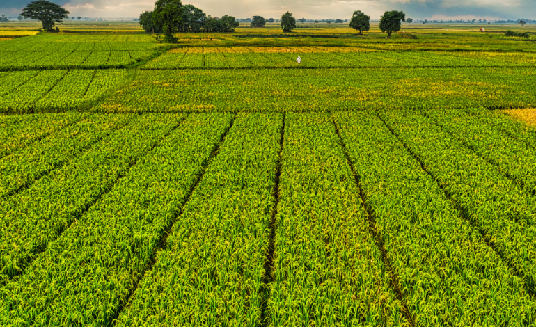 El Medi Rural en perspectiva