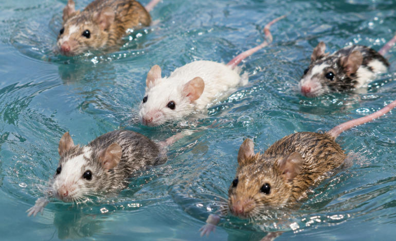 (Pensar es resistir)/ Las ratas